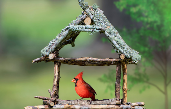 Arlington Launches Free Gardening and Water Conservation Workshops Ahead of Spring Season