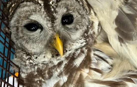Austin Animal Center Rescues Injured Owl, Urges Public to Call Experts for Wildlife Incidents