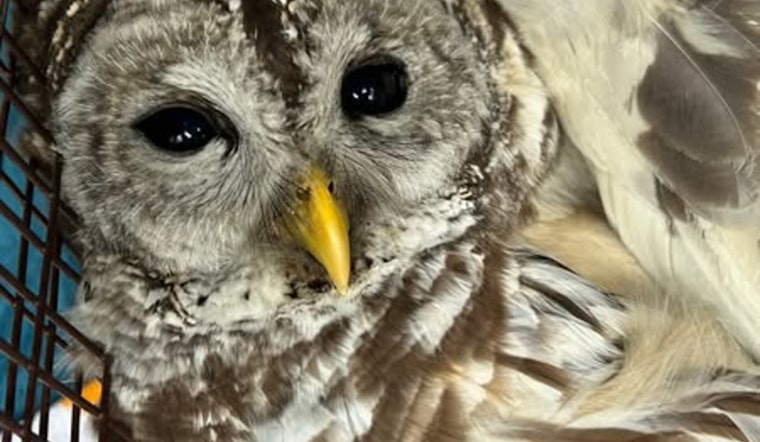 Austin Animal Center Rescues Injured Owl, Urges Public to Call Experts for Wildlife Incidents