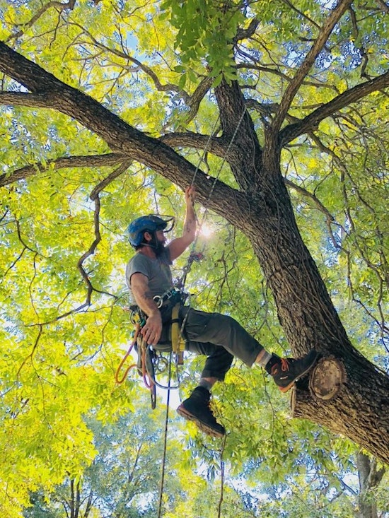 Austin's Urban Forest Expansion: Parks and Recreation Department Cultivates City's Greenery Amidst Tech Boom