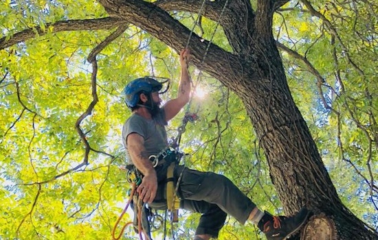 Austin's Urban Forest Expansion: Parks and Recreation Department Cultivates City's Greenery Amidst Tech Boom