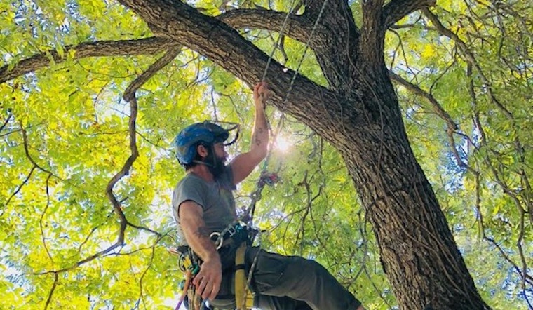 Austin's Urban Forest Expansion: Parks and Recreation Department Cultivates City's Greenery Amidst Tech Boom
