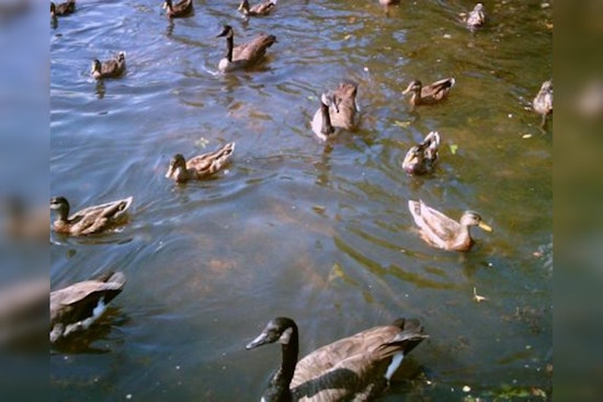 Avian Influenza Detected in Hays County as Health Officials Urge Vigilance