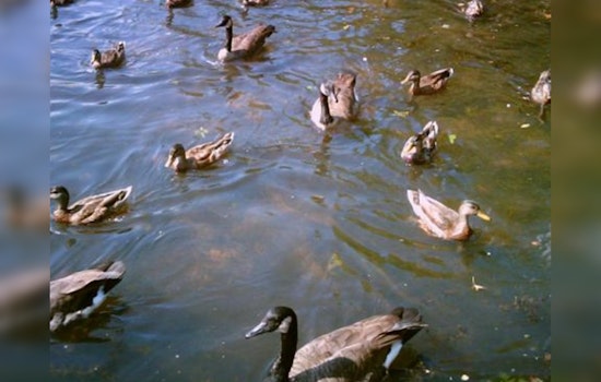 Avian Influenza Detected in Hays County as Health Officials Urge Vigilance