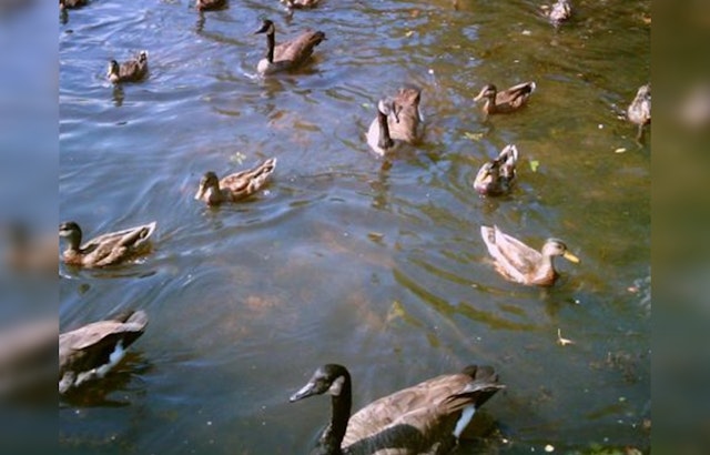 Avian Influenza Detected in Hays County as Health Officials Urge Vigilance