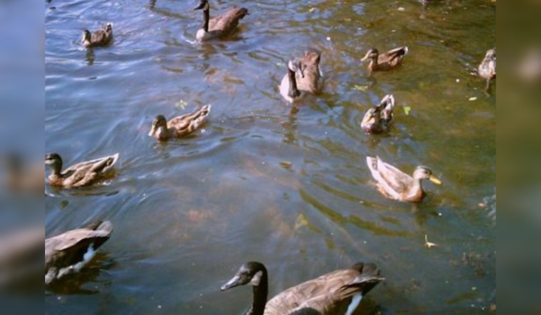 Avian Influenza Detected in Hays County as Health Officials Urge Vigilance