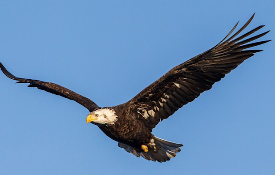Bald Eagle Pair at U.S. Steel Plant in West Mifflin Celebrates Second Egg of the Season Amid Snowy Conditions
