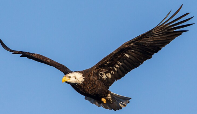 Bald Eagle Pair at U.S. Steel Plant in West Mifflin Celebrates Second Egg of the Season Amid Snowy Conditions