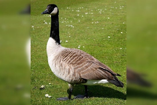 Bird Flu Suspected in Mass Goose Deaths Along Shiawassee River, Michigan DNR Investigates Outbreak