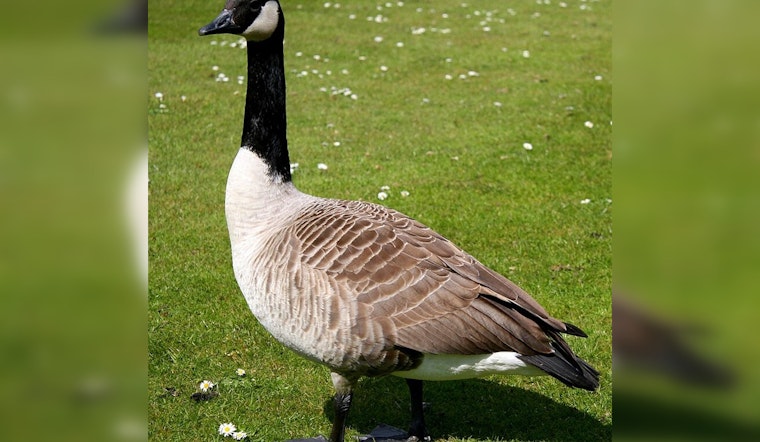 Bird Flu Suspected in Mass Goose Deaths Along Shiawassee River, Michigan DNR Investigates Outbreak