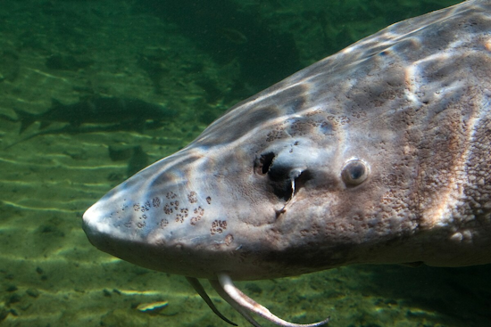 Black Lake Sturgeon Season Sets New 17-Minute Record: Anglers and Conservation Efforts in Michigan Celebrate