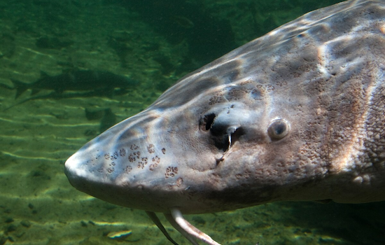 Black Lake Sturgeon Season Sets New 17-Minute Record: Anglers and Conservation Efforts in Michigan Celebrate