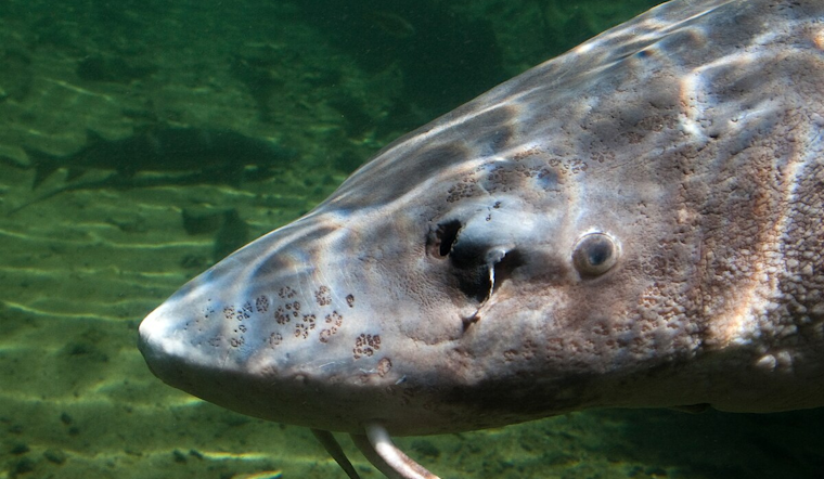 Black Lake Sturgeon Season Sets New 17-Minute Record: Anglers and Conservation Efforts in Michigan Celebrate
