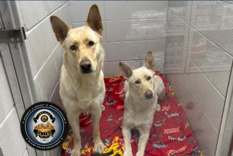 Blaine PD Seeks Help to Reunite Found Shepherd Mix Dogs with Owner in Anoka County