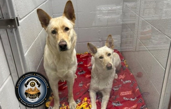 Blaine PD Seeks Help to Reunite Found Shepherd Mix Dogs with Owner in Anoka County