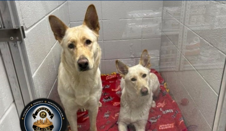 Blaine PD Seeks Help to Reunite Found Shepherd Mix Dogs with Owner in Anoka County