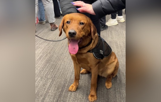 Boston Police Comfort Dog Copper Boosts Morale at Northeastern University