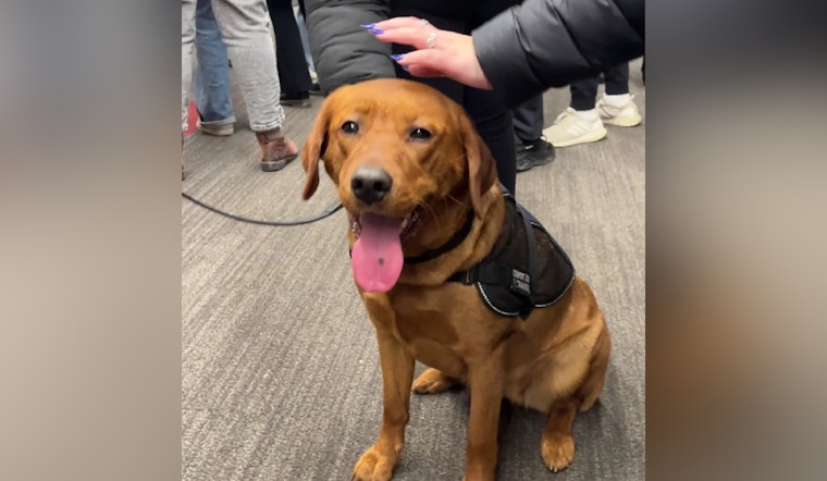 Boston Police Comfort Dog Copper Boosts Morale at Northeastern University