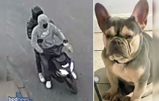 Boston Police Seek Public's Help in Locating French Bulldog 'Bodega' Stolen in Dorchester
