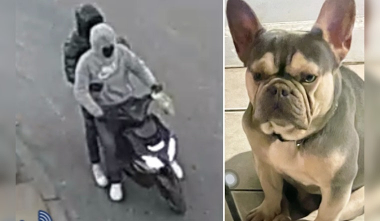 Boston Police Seek Public's Help in Locating French Bulldog 'Bodega' Stolen in Dorchester