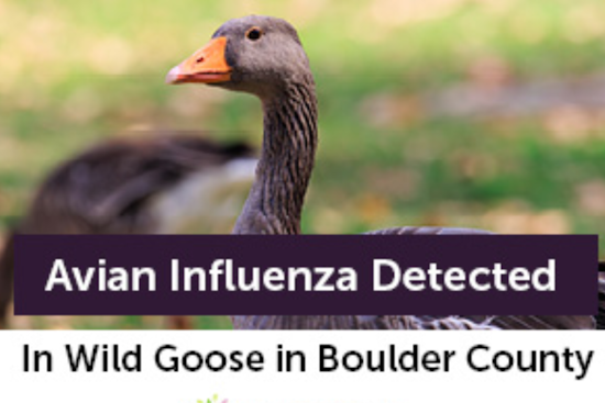 Boulder County Health Officials Warn of Avian Influenza in Louisville After Infected Goose Detected