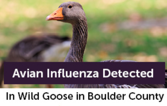 Boulder County Health Officials Warn of Avian Influenza in Louisville After Infected Goose Detected