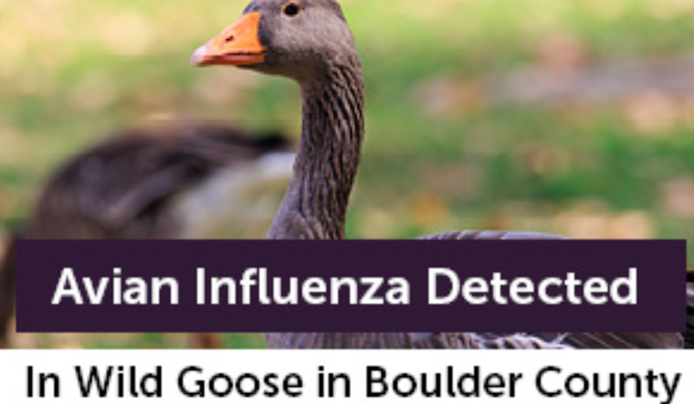 Boulder County Health Officials Warn of Avian Influenza in Louisville After Infected Goose Detected