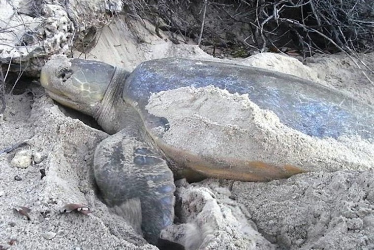 Broward County Begins Beach Tilling Project to Support Sea Turtle Nesting Season in Fort Lauderdale