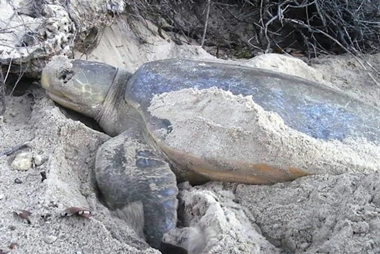 Broward County Begins Beach Tilling Project to Support Sea Turtle Nesting Season in Fort Lauderdale