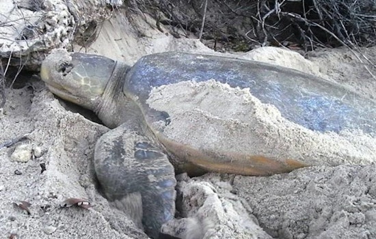Broward County Begins Beach Tilling Project to Support Sea Turtle Nesting Season in Fort Lauderdale