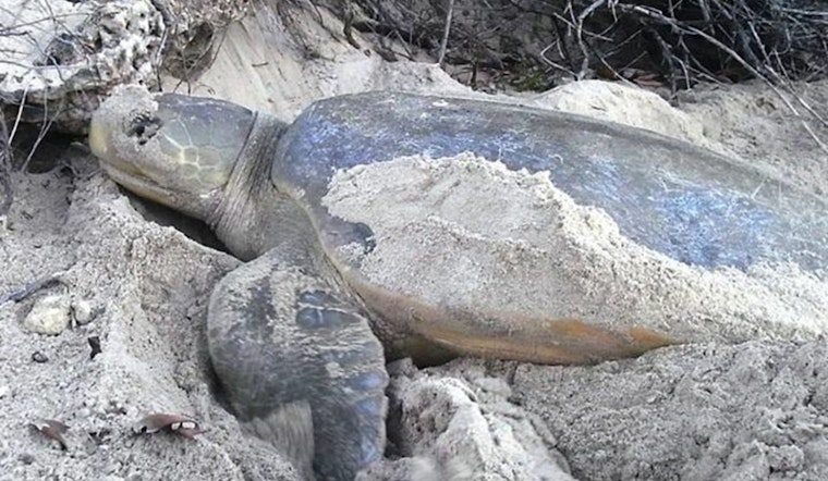 Broward County Begins Beach Tilling Project to Support Sea Turtle Nesting Season in Fort Lauderdale