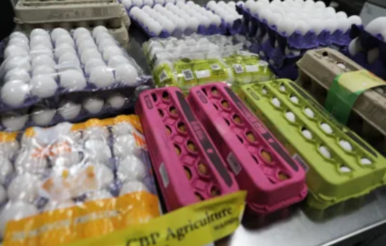 CBP Enforces Fines for Raw Egg Smuggling as Seizures Surge 158% in San Diego Amid Bird Flu Crisis