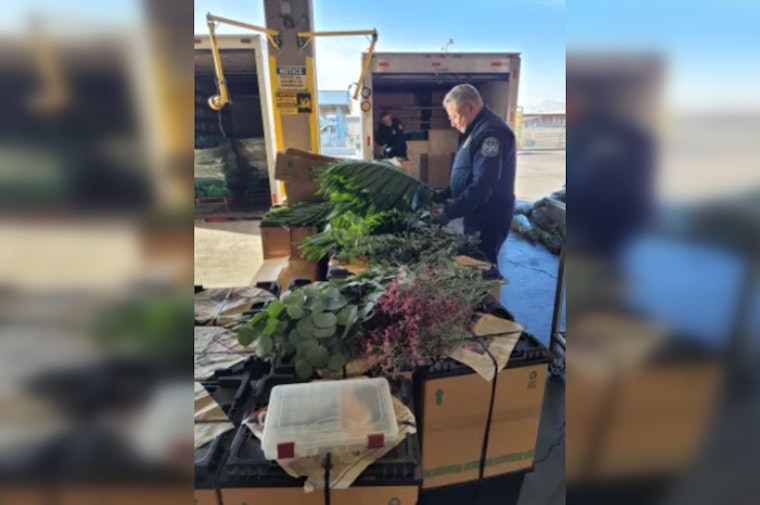 CBP Steps Up for Valentine's Day: Warnings Issued for Floral Imports at U.S. Borders