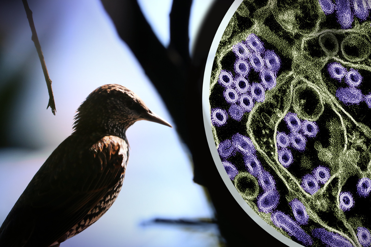 CDC Confirms Singular Case of Bird Flu in Texas Resident Amid Low