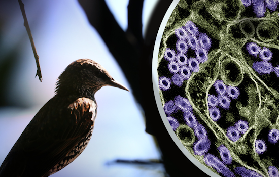 CDC Confirms Singular Case of Bird Flu in Texas Resident Amid Low Public Risk Warning