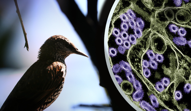 CDC Confirms Singular Case of Bird Flu in Texas Resident Amid Low Public Risk Warning