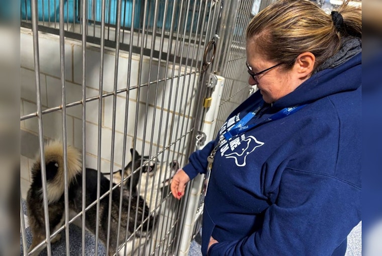 Charlotte's CMPD Animal Care & Control Introduces Specialist Role to Reunite Lost Pets with Owners