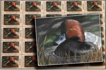 Chattanooga Teen's Redhead Painting Featured on Tennessee's Latest Collectible Waterfowl Stamp