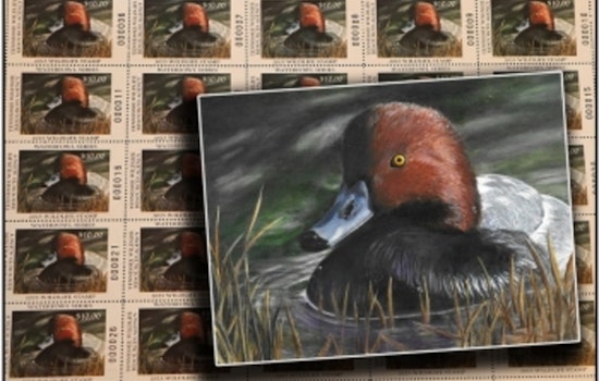 Chattanooga Teen's Redhead Painting Featured on Tennessee's Latest Collectible Waterfowl Stamp