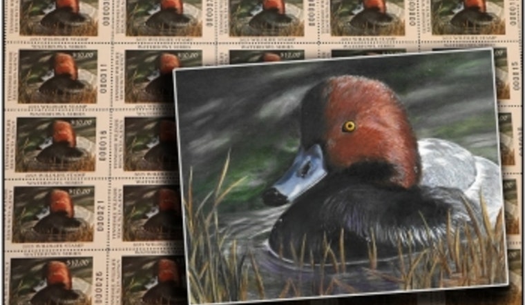 Chattanooga Teen's Redhead Painting Featured on Tennessee's Latest Collectible Waterfowl Stamp