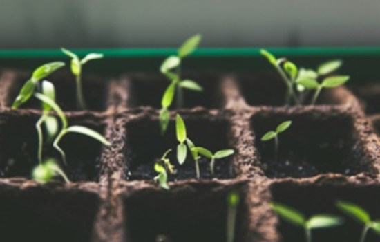 Cincinnati Invites Youth and Innovators to Apply for $300,000 in Green Grants for Climate Solutions