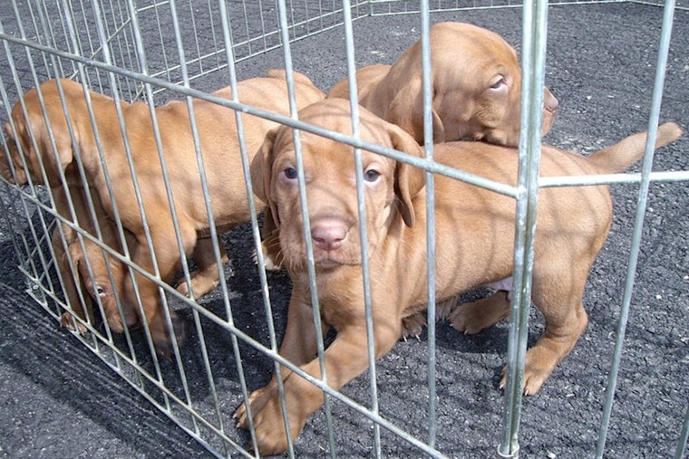 Clark County Cracks Down on Illegal Pet Breeding with Stricter Regulations and Hefty Fines