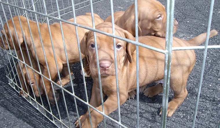 Clark County Cracks Down on Illegal Pet Breeding with Stricter Regulations and Hefty Fines
