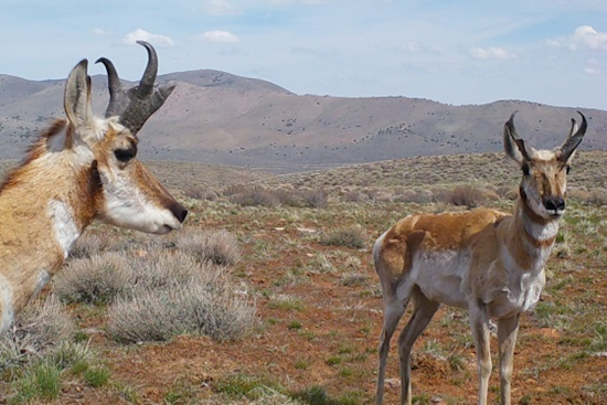 Clayton Man Pleads No Contest to Poaching Pronghorn Antelope in Modoc County, Loses Hunting Privileges