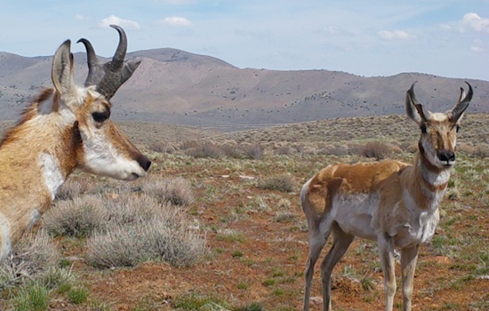 Clayton Man Pleads No Contest to Poaching Pronghorn Antelope in Modoc County, Loses Hunting Privileges