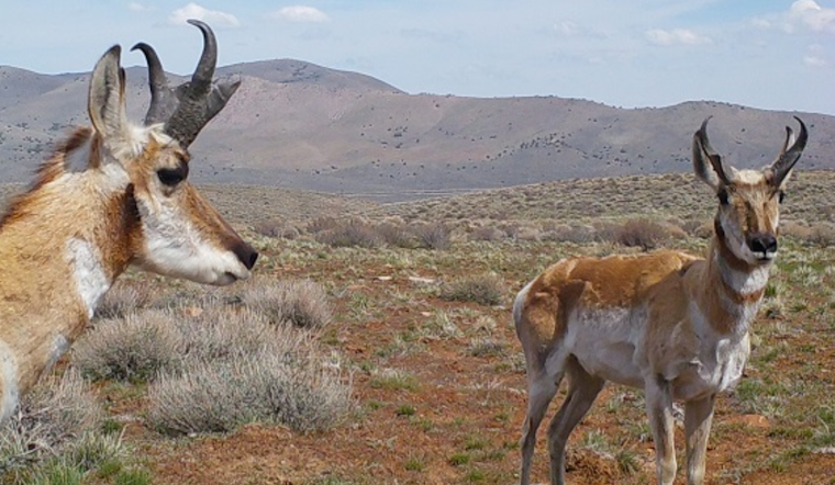 Clayton Man Pleads No Contest to Poaching Pronghorn Antelope in Modoc County, Loses Hunting Privileges
