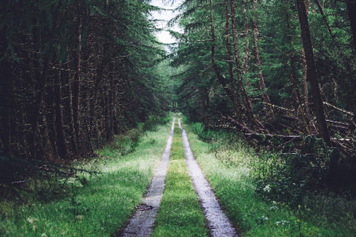 Cleary Lake Regional Park Hosts Free Evergreen Wellness Walk on March