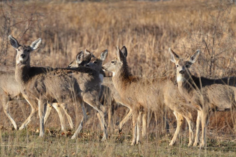 Colorado City and Rye Residents Invited to Discuss Mule Deer Population Management with CPW