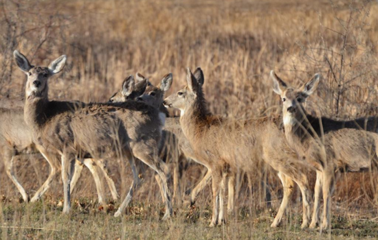 Colorado City and Rye Residents Invited to Discuss Mule Deer Population Management with CPW