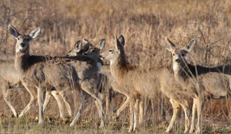 Colorado City and Rye Residents Invited to Discuss Mule Deer Population Management with CPW